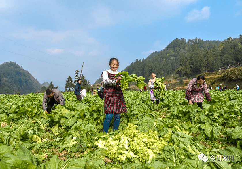 黄都镇:蔬菜喜丰收 产业致富忙_种植