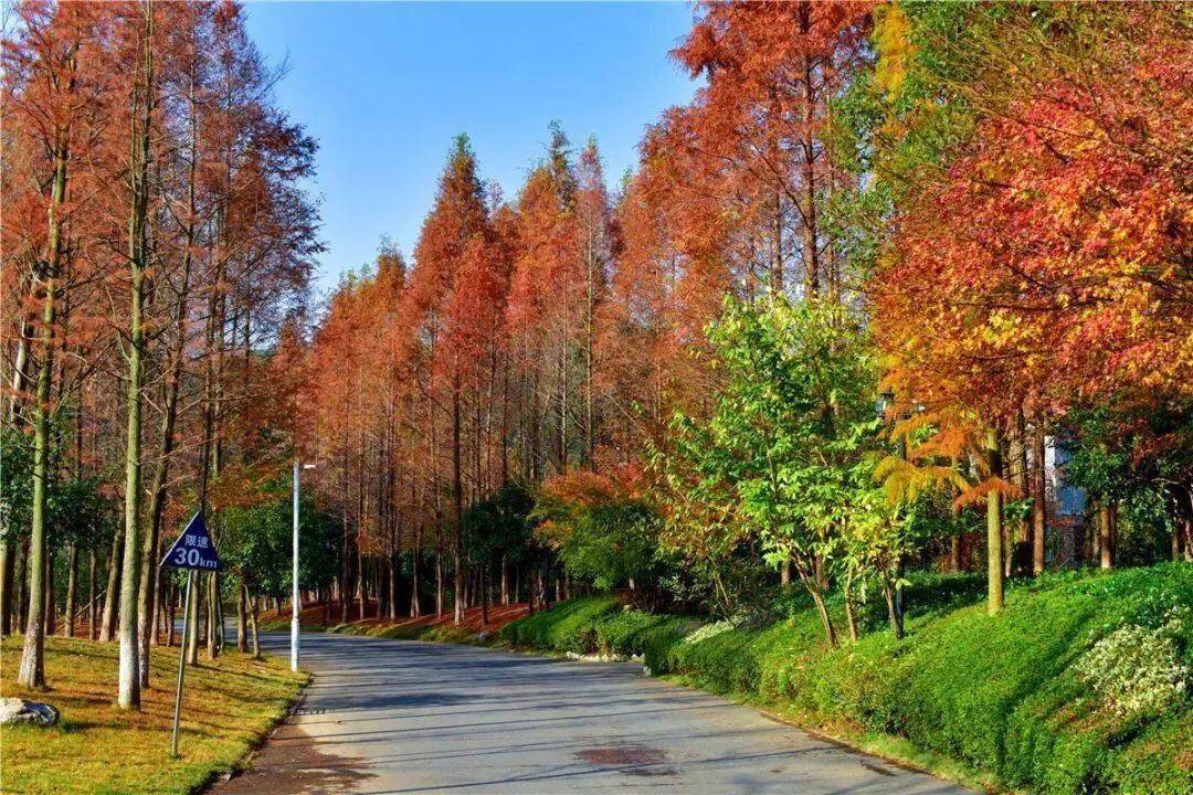 初冬美景 森林相伴,走進國家森林公園,帶你領略江西炫彩的獨好風景_手