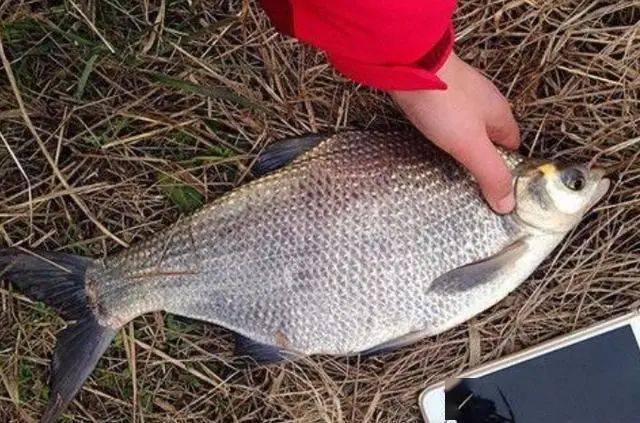 渔具选择与线组搭配刚才上面也说了,鳊鱼的个体普遍较小,在我的印象