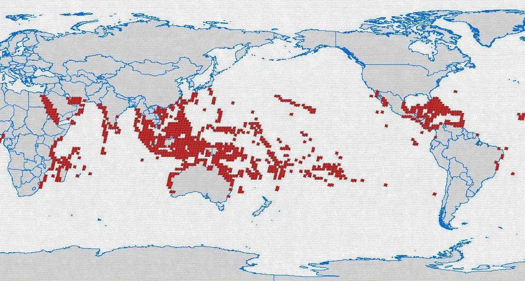 世界珊瑚礁分布图 可以看出澳洲和加勒比海地区是珊瑚最为繁茂区域