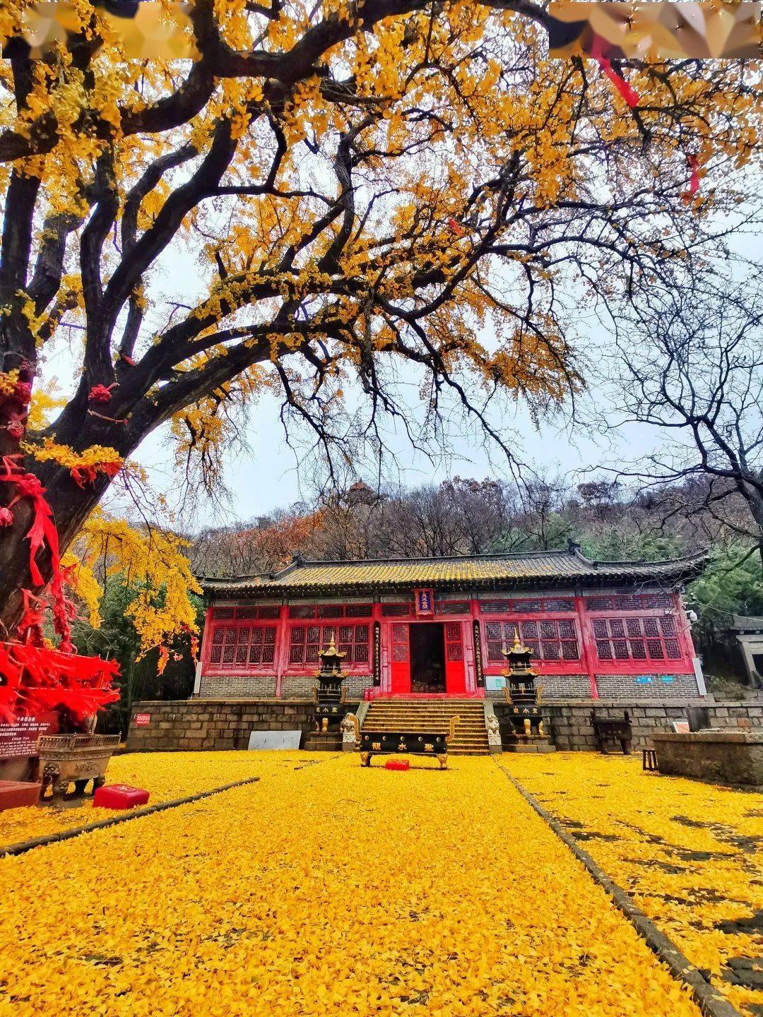 实拍圣水观千年银杏叶落满地