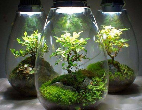 苔藓玻璃瓶微景观作品欣赏