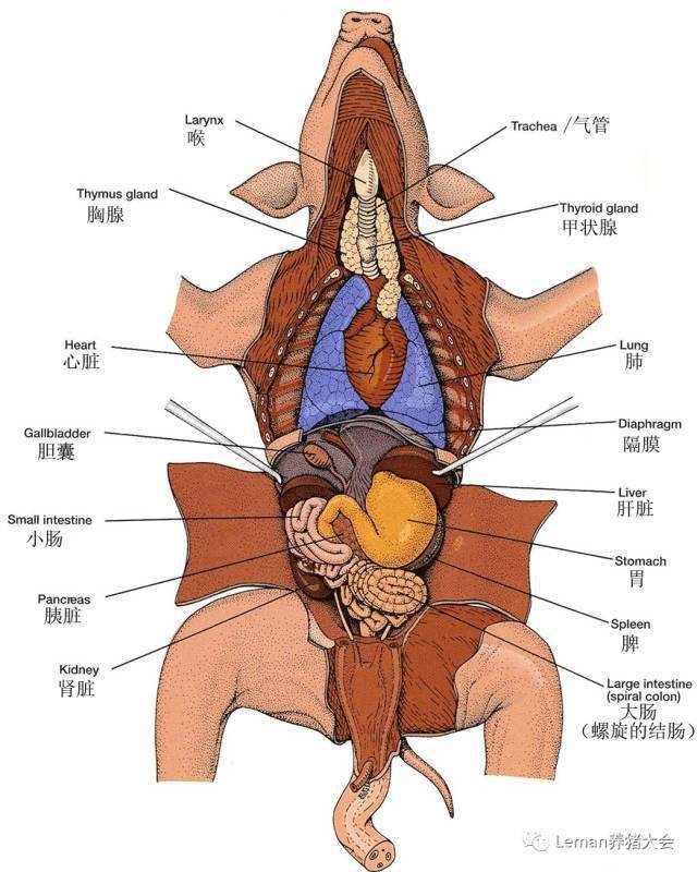 猪相关词汇中英文对照系列三猪相关趣闻和猪的解剖