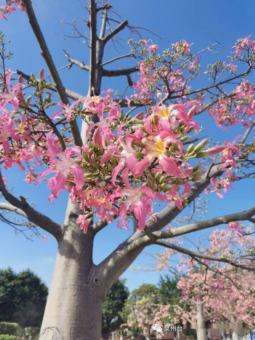 海丝艺术公园的樱花木棉已经开好了你来吗