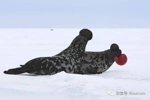雌性与幼崽雌性雄性hooded seal