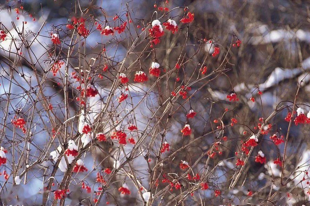 雪壓枝頭低,雖低不著泥.一朝紅日出,依舊與天齊.