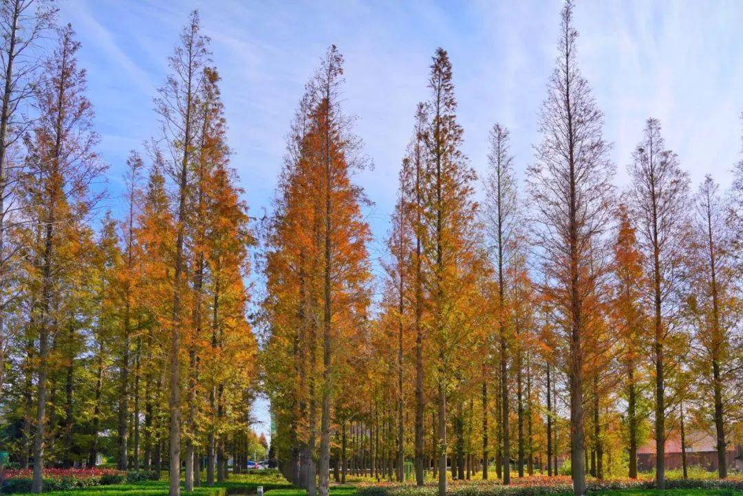 你知道嗎?榮成有處極美的水杉公園