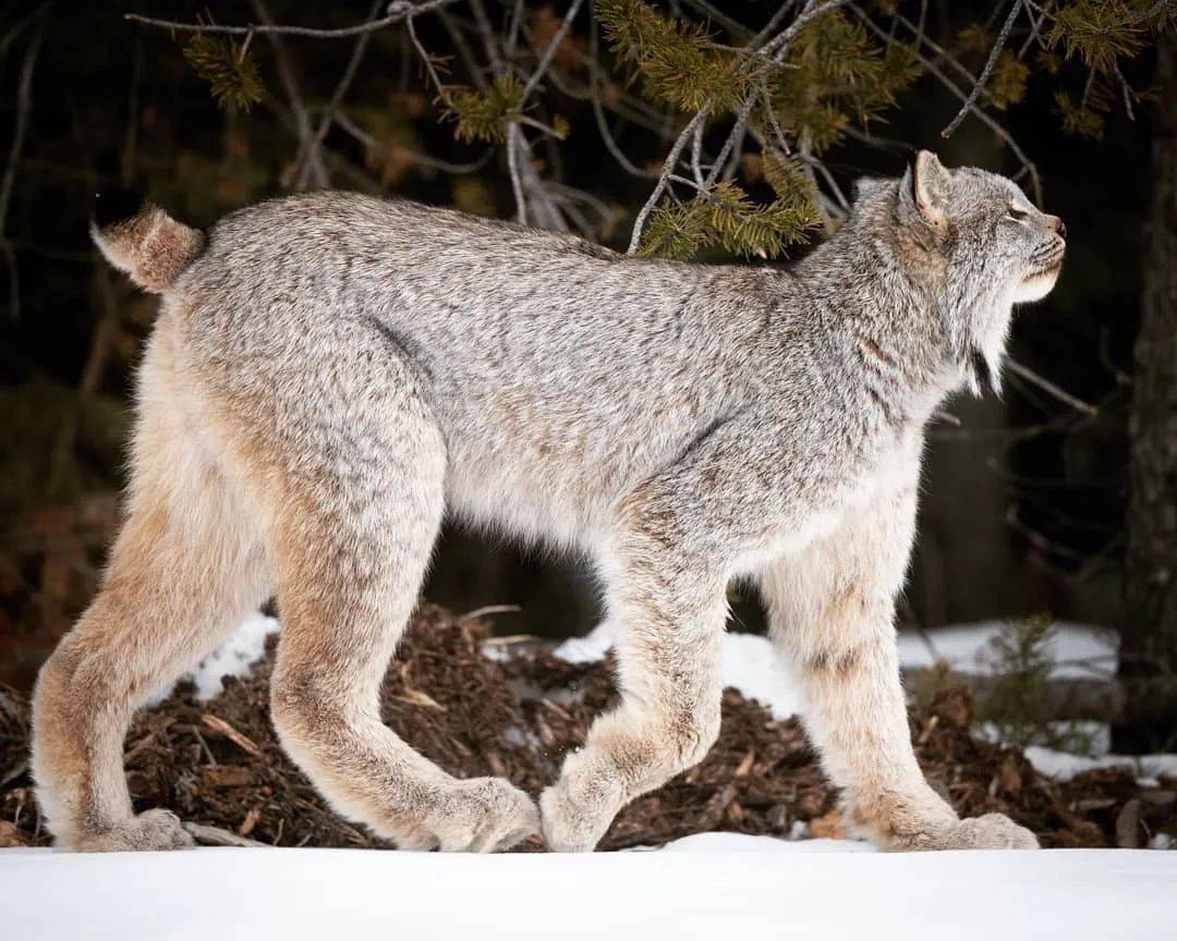 爱了爱了,这猫科界的猛男谁看了会不心动?_猞猁