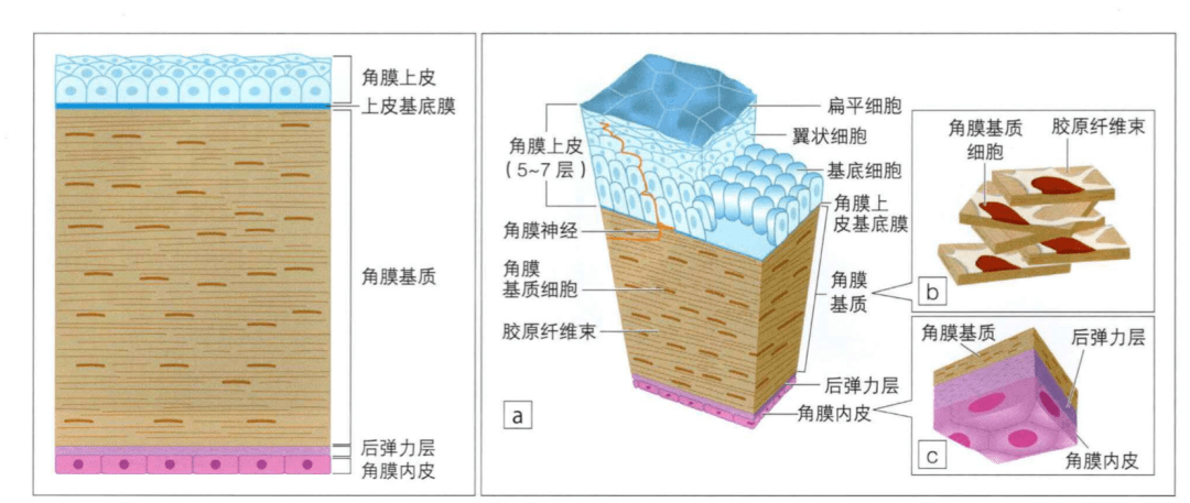 角膜剖面图图片