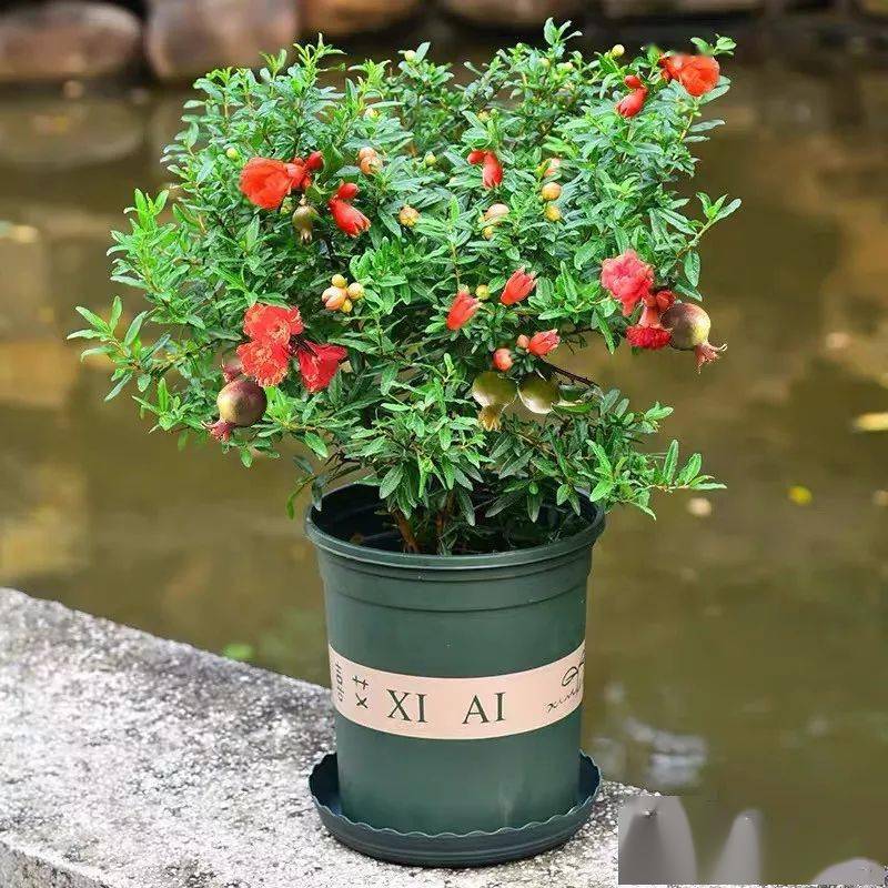 认为它是多子多福的象征,古人称石榴"千房同膜,千子如一",成熟的石榴