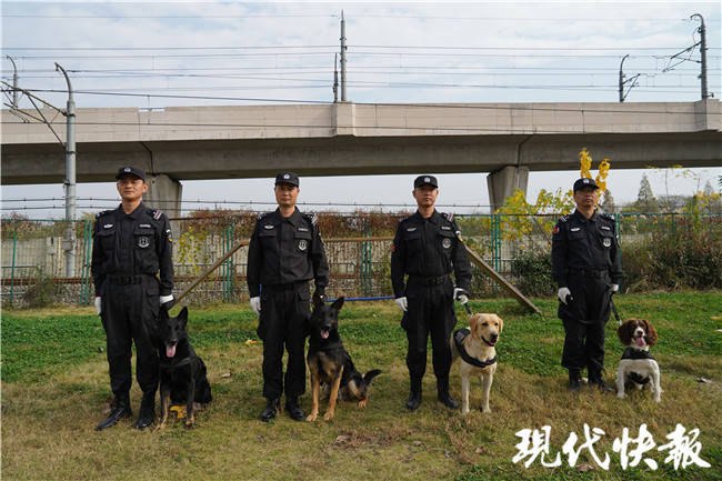 南京地铁公安的四条警犬想进入"警犬学院",先过品种这一关并非所有