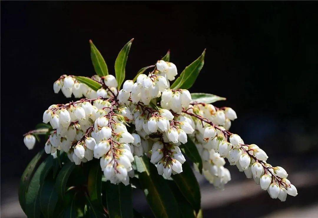 冬季开花的花卉(冬季开花的花卉名称及图片)