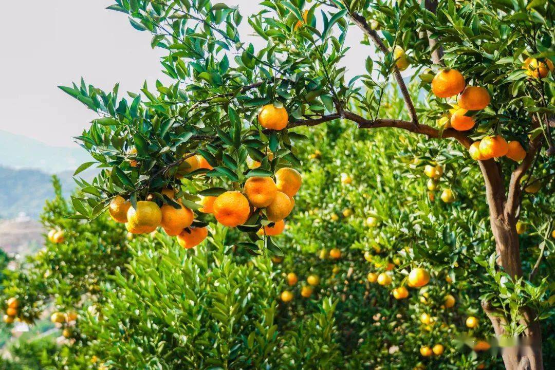 永春:这丰收的场面和壮观的芦柑园.