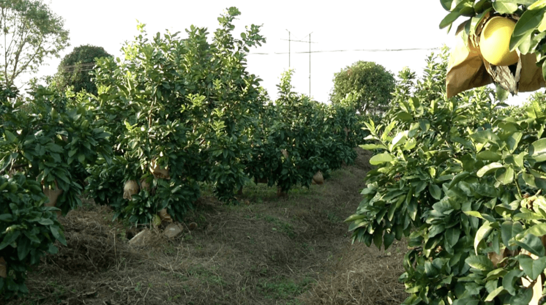 采摘柚惑难挡长沙县这里的柚子熟了