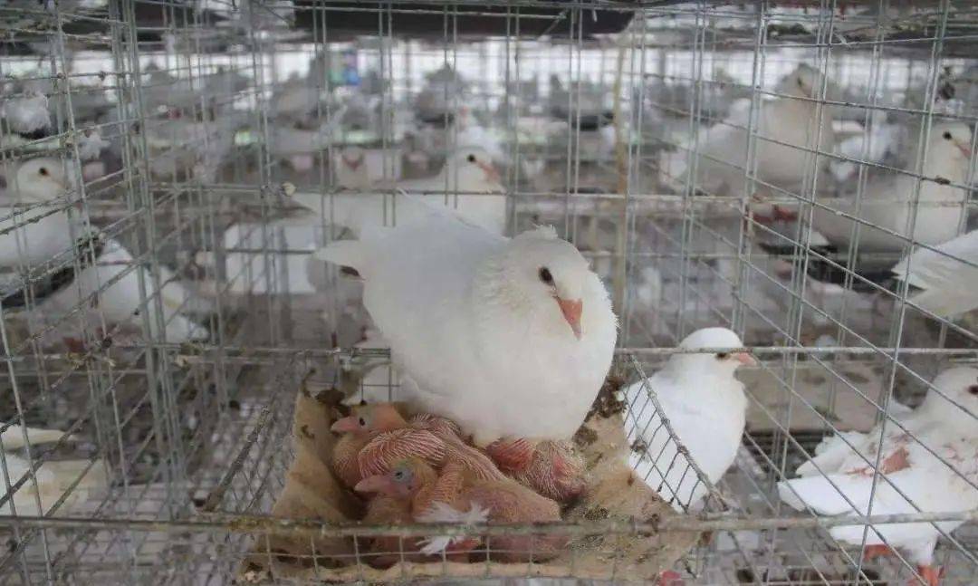 其实非也,鸽子是靠身体去感知温度,如果温度不到不适合繁殖,身体就不