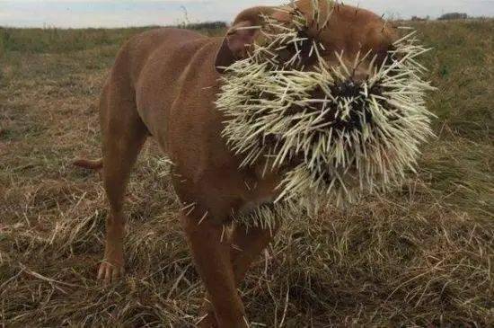 那些动物界的"刺头"啊,是捕食者的痛