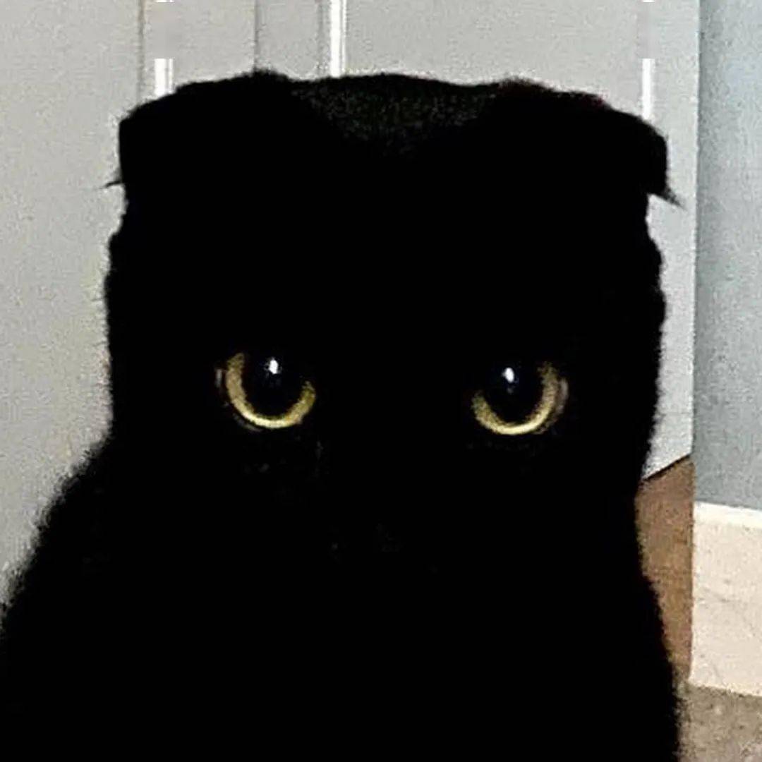 小黑猫power表情包图片