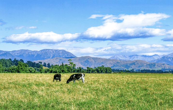 事实上,草饲奶粉在国内市场的发展已有三四年时间