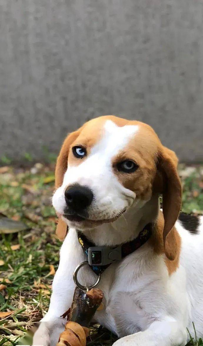 比格犬和哈士奇的混血67676767