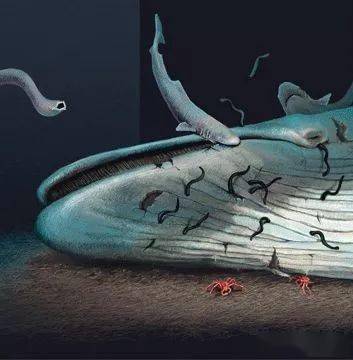 一鲸落,万物生丨鲸鱼这看似惊悚的尸骸,却是世上最浪漫的重生