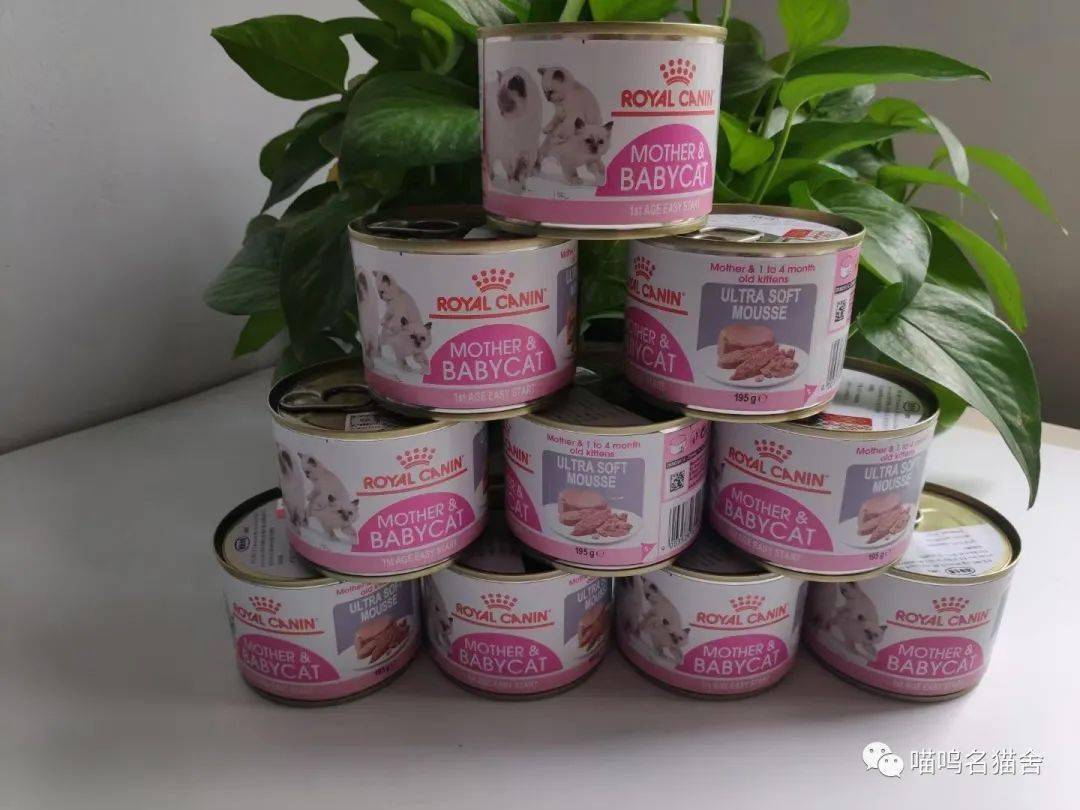 关于猫咪吃什么猫粮不掉毛