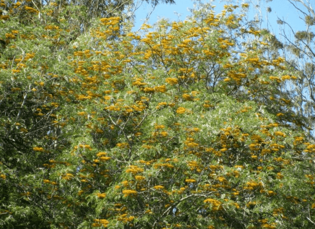 注意,澳洲这种常见的树有毒,专家警告:轻则过敏,重则致命_银桦