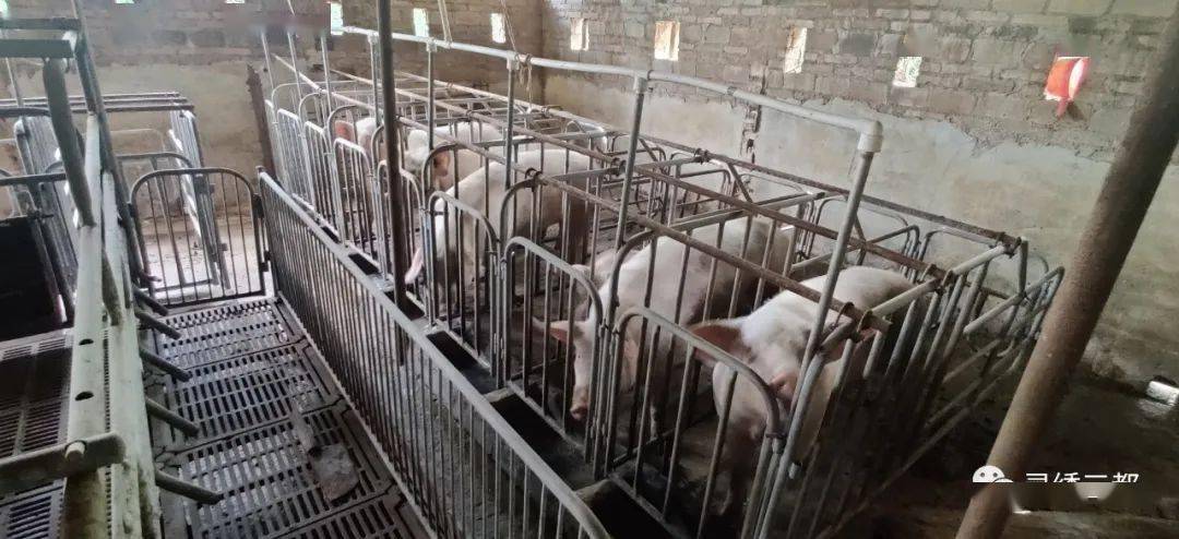 "我刚开始养5至6头猪,现在已经有50多头,还有800多只鸡和5亩多板蓝根