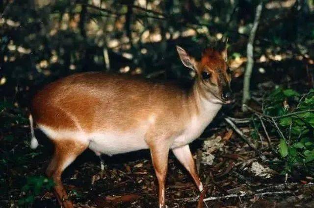 为什么人类一般只吃食草动物的肉很少吃肉食动物的肉