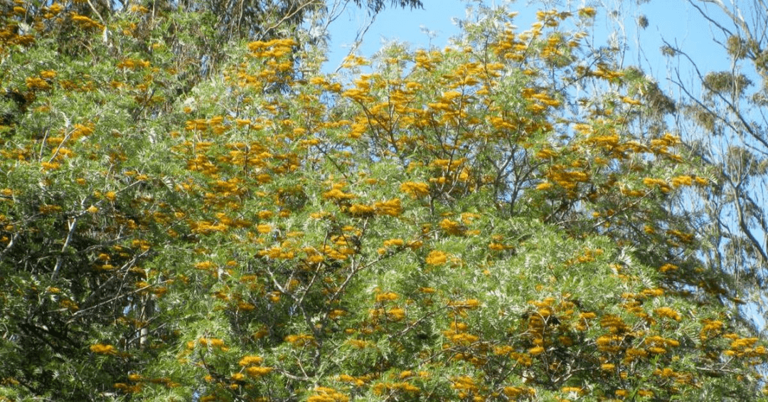 可致人过敏,死亡,专家警告:别靠太近_银桦