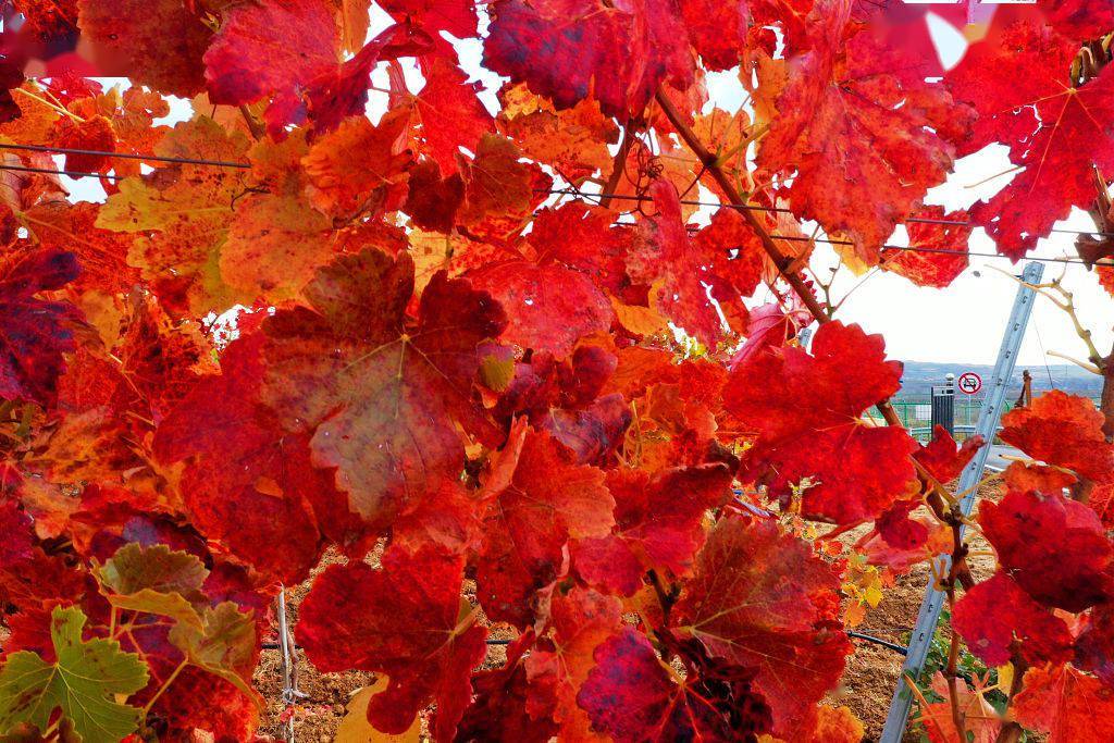 山东烟台:冬耕当时 葡萄叶纷纷变红