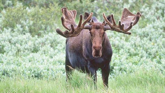世界上最大的鹿驼鹿为了能够吃饱马拉松跳高潜水游泳样样都会
