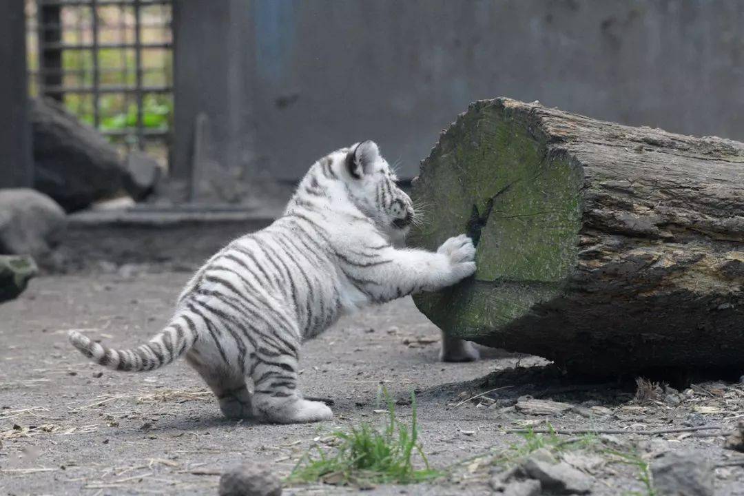 日本伊豆動物園新生小白虎,首次展出便出了洋相,這讓我百獸之王的面子