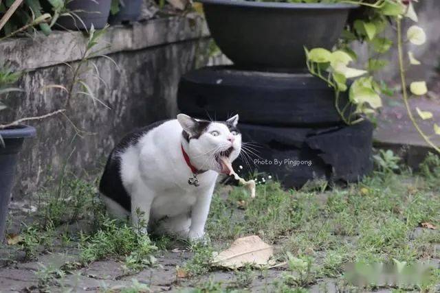 猫一想吐,主人就抓拍,然后就有了这画面,又有表情包了!
