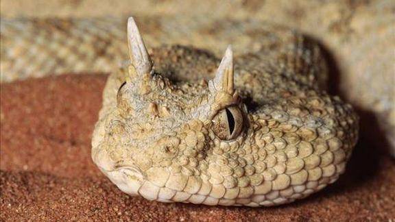 非洲角蝰蛇头顶两只尖角喜欢把自己埋在沙中现实中的蛟龙