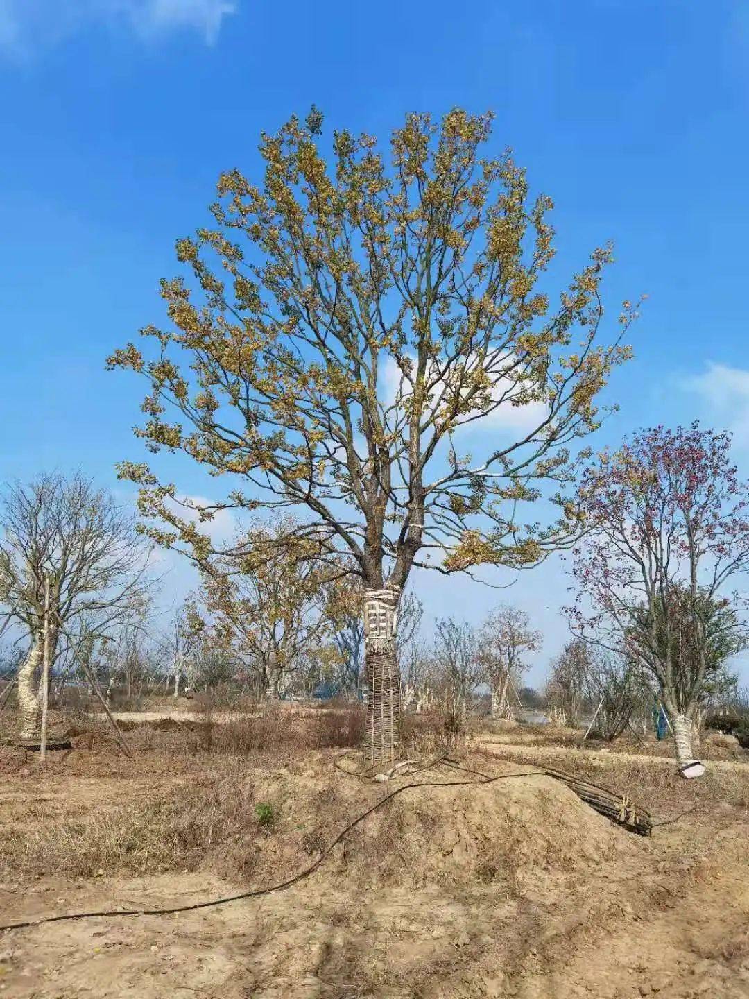 中苗会乌桕十大美树投票明天截止速投