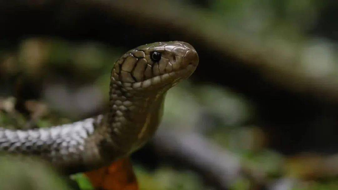 图说纪录片岩蟒女王