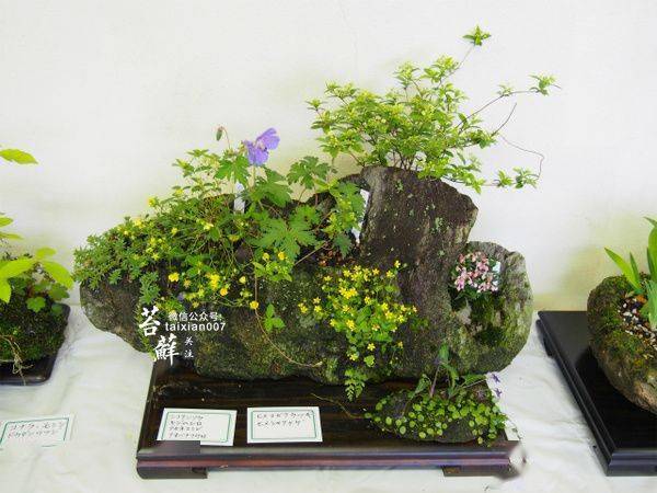 精品山野草盆景作品欣赏