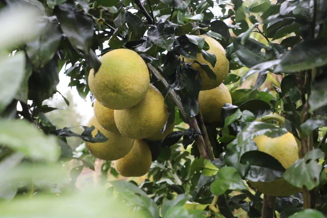 山遍野一进入马家柚基地广寒寨乡塘溪马家柚种植基地位于罗霄山脉北段