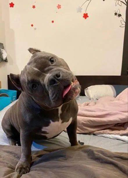 恶霸犬把作业本咬成废纸小主人看到后当场爆哭老师只能重写了