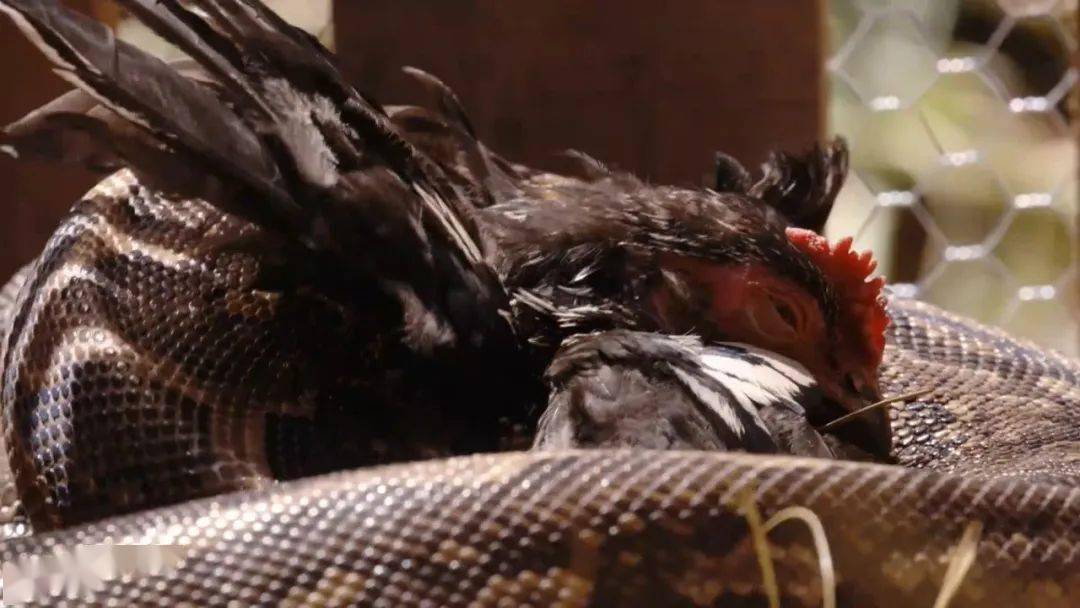 图说纪录片岩蟒女王