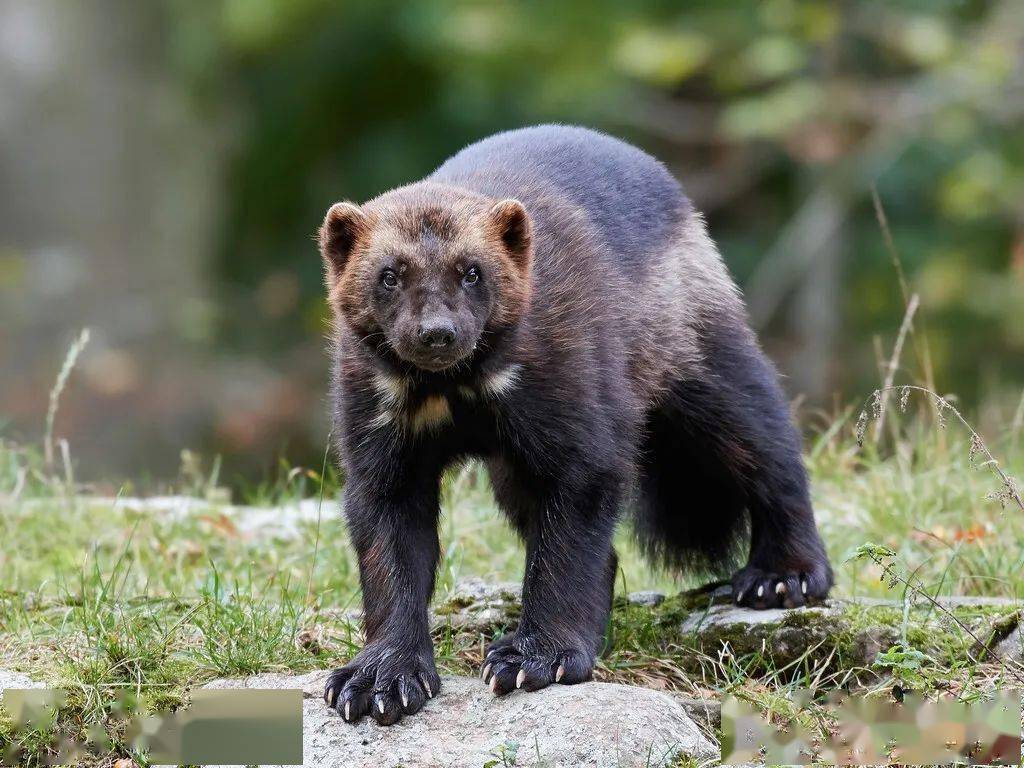 自然界中的金刚狼北方荒野的象征令其他动物畏惧的狼獾