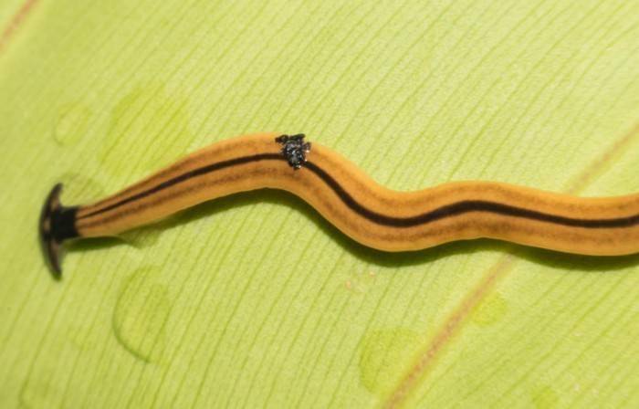 bipalium属的蠕虫,通常被称为"锤头虫 "或 "扁头