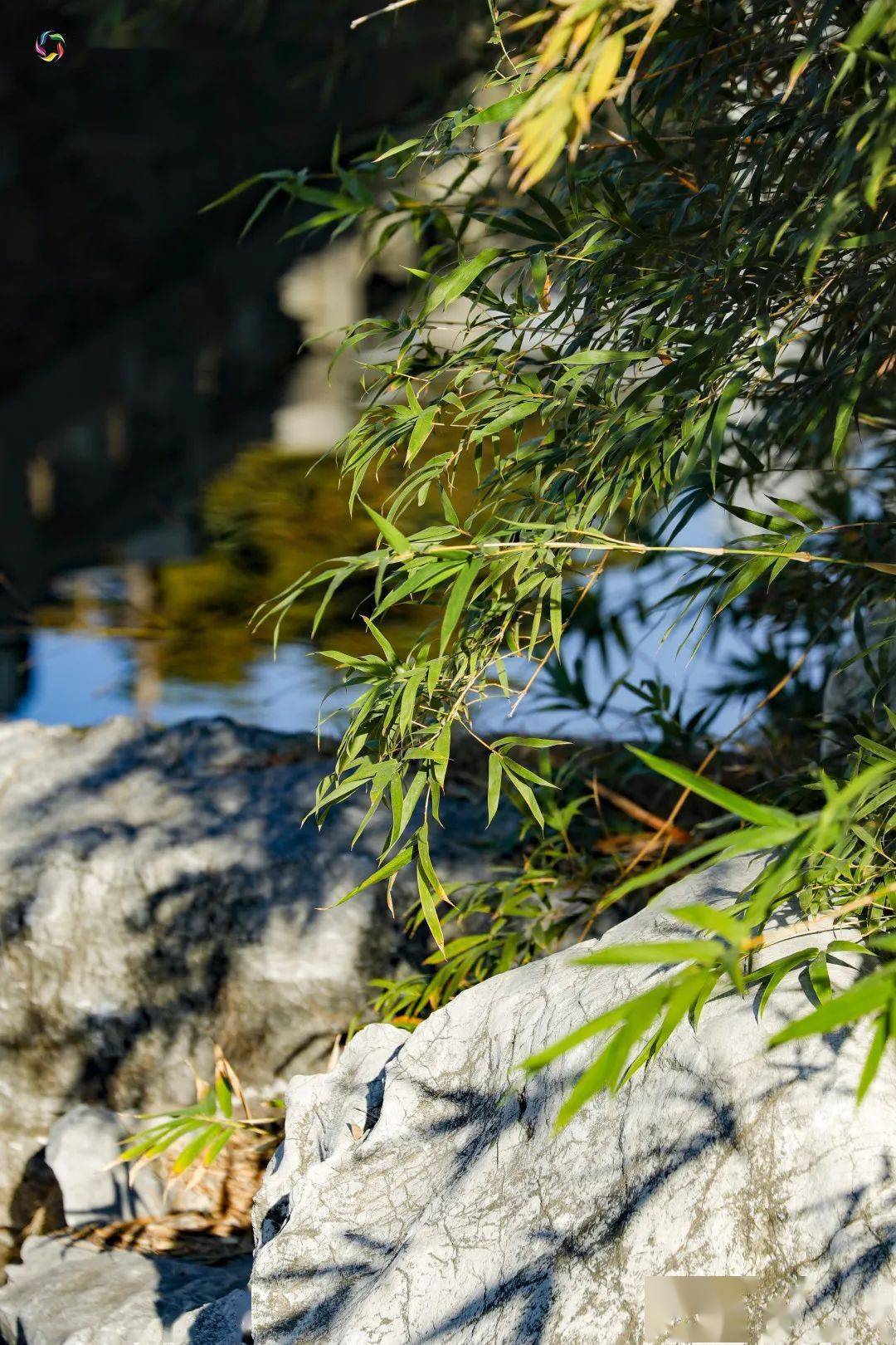 电影《卧虎藏龙》里的苍翠竹海园博苑也有