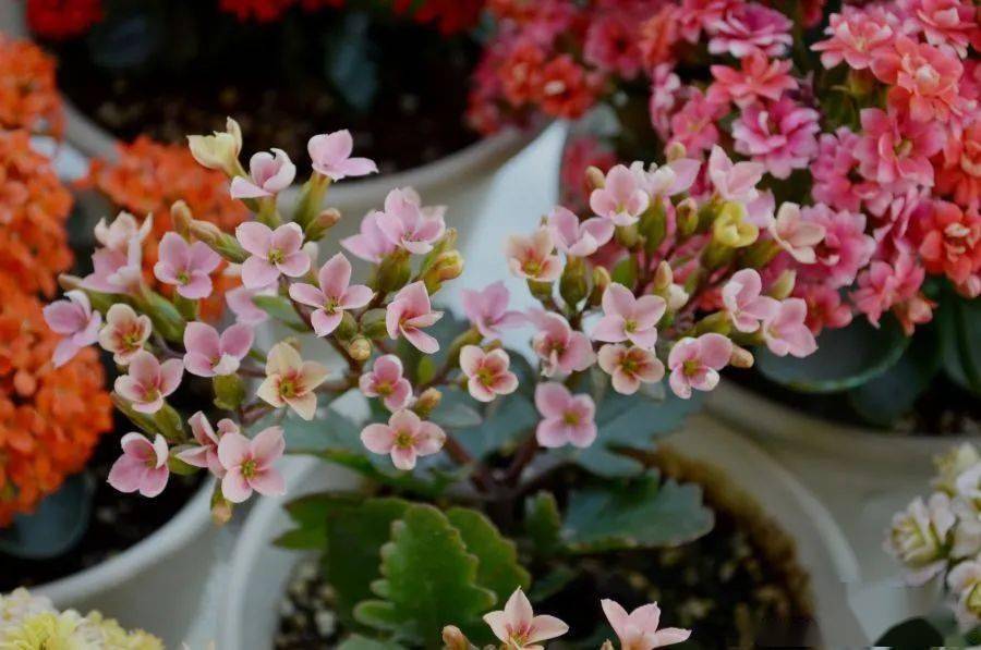 谈一谈长寿花,图多,注意流量