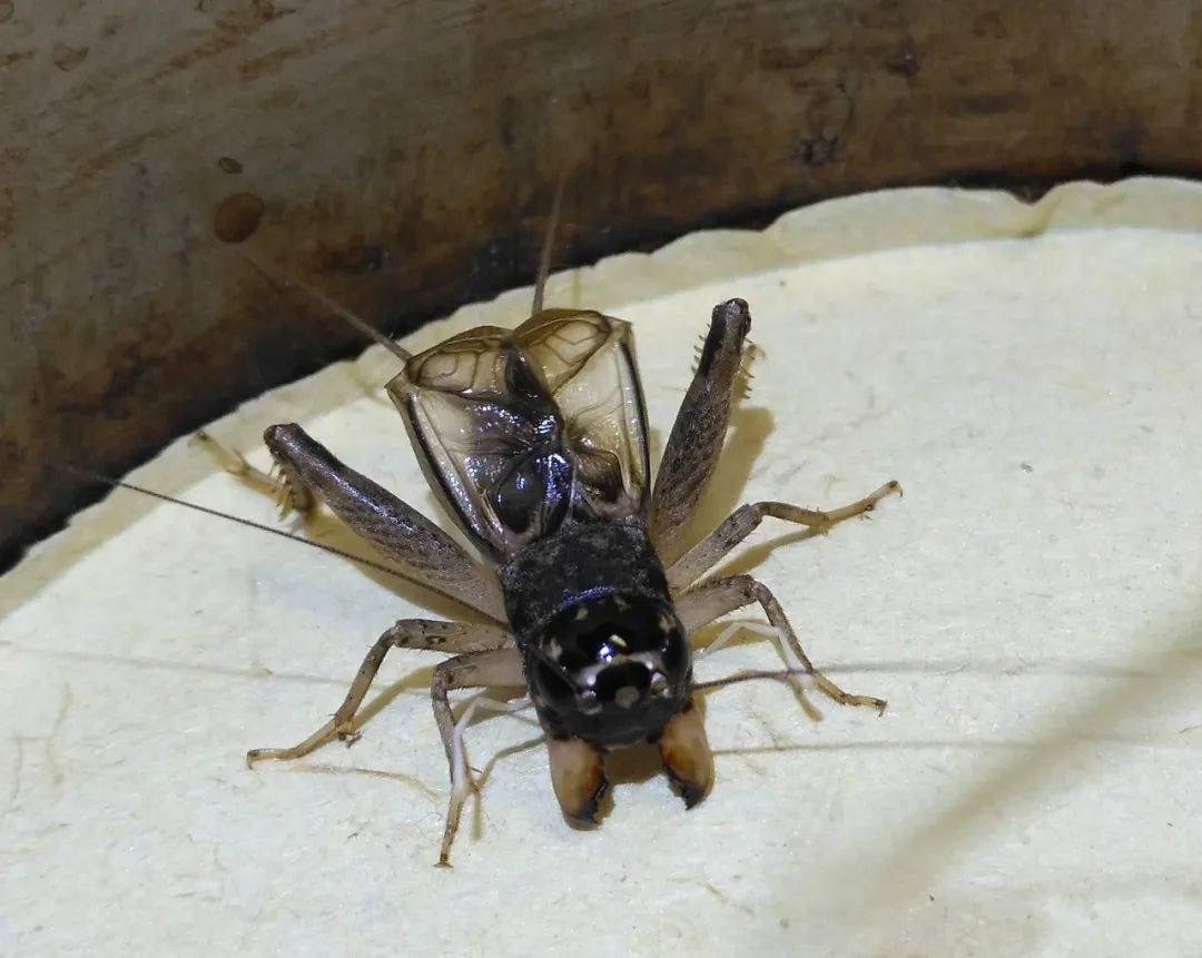 2017年白牙青(除开毛场场放扣)