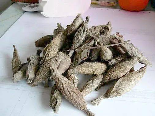 布袋虫具体有什么作用可能一般人不知道,不过这么稀有的一个玩意肯定