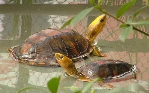 半水龟偏陆还是偏水环境可不一样啊