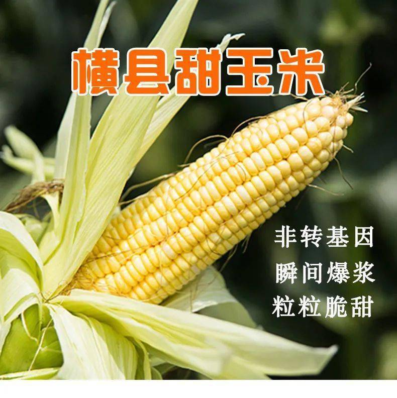 9元起抢购横县甜玉米 产地直发 5斤/9斤,新鲜脆甜.