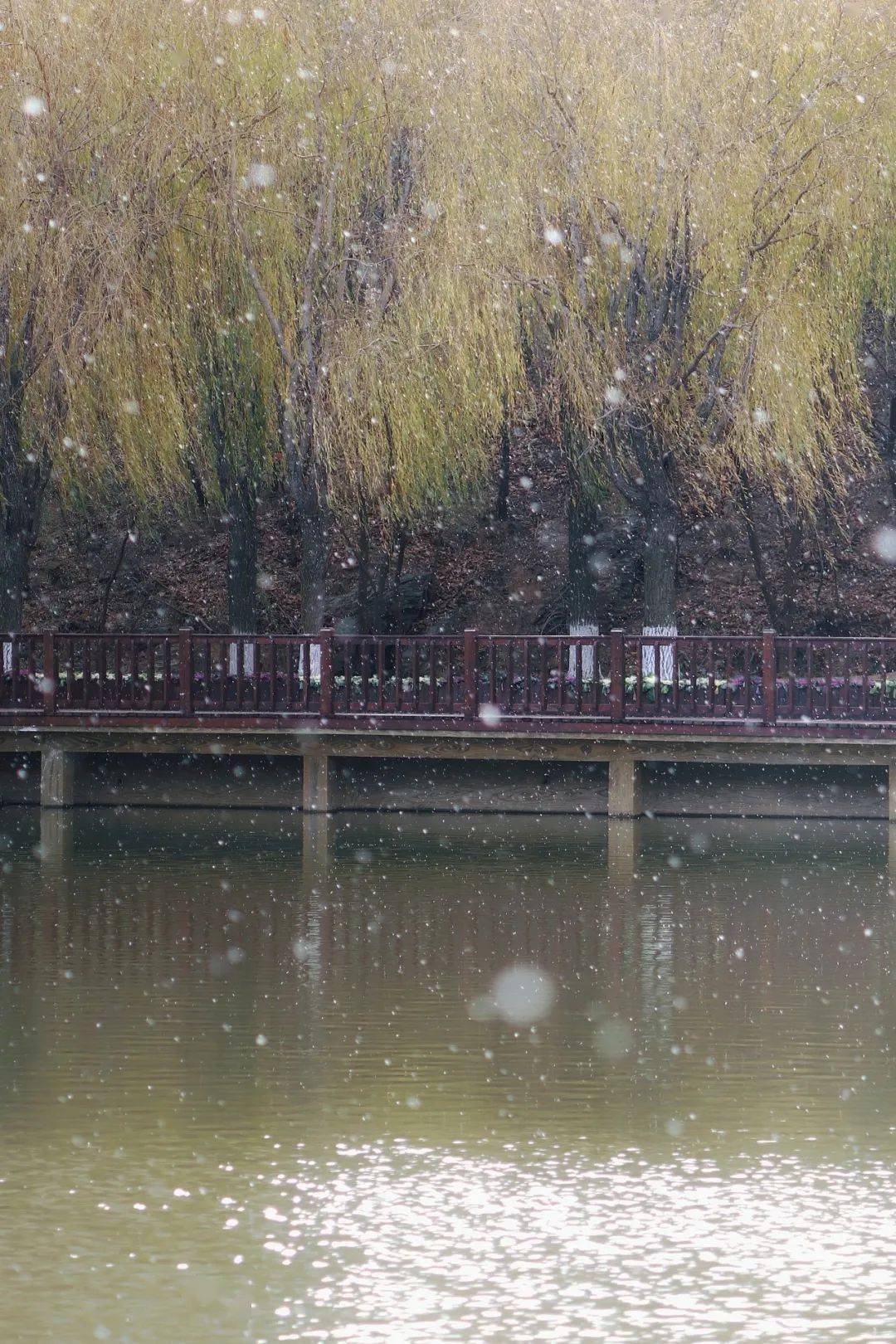 大外初雪 | 凌雪飞絮如烟,惊醒了这个冬天_雪花