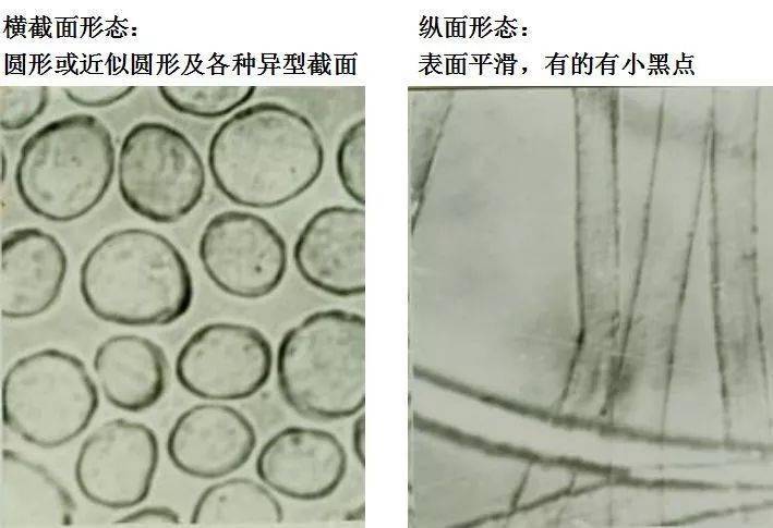 胶原纤维显微镜图片图片